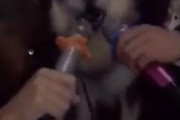 娱乐圈狗子爆料,揭秘明星背后的真实故事